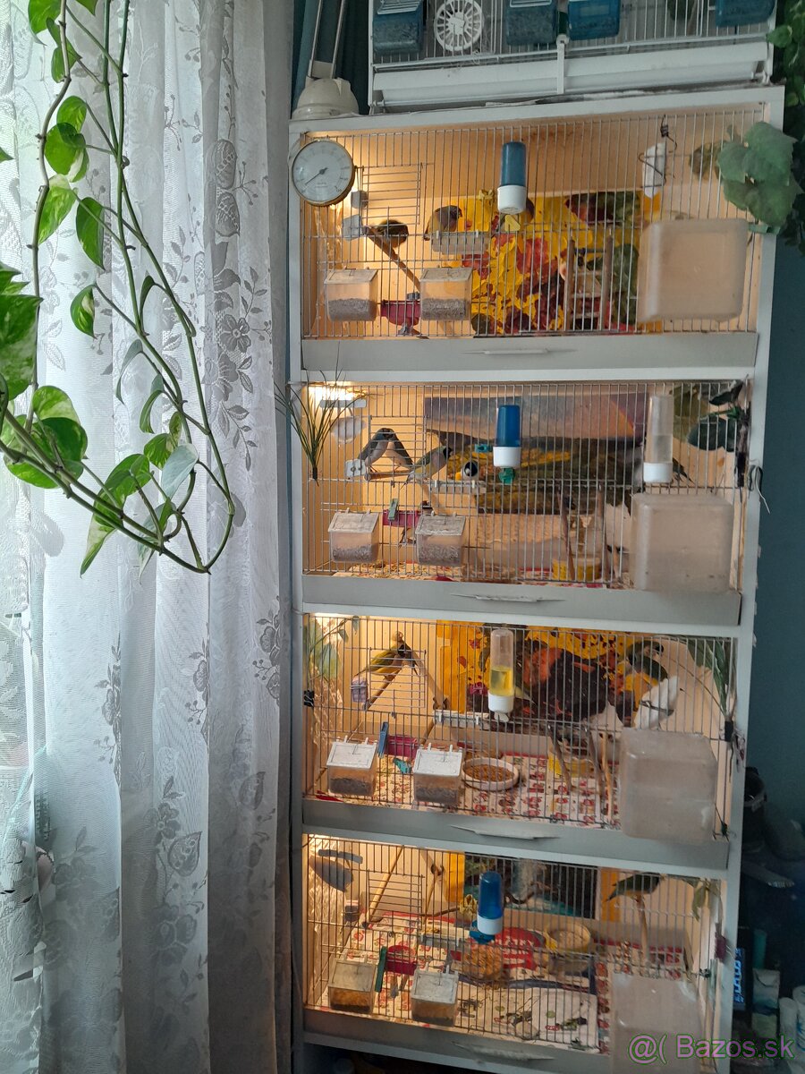 Amadina Gouldova - 9