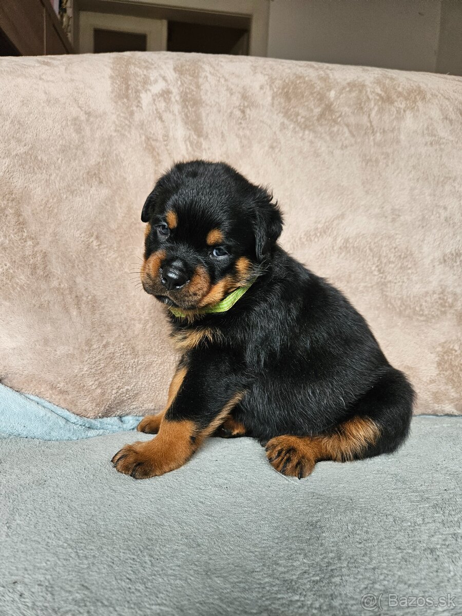 ROTVAJLER - šteniatka s PP - 9