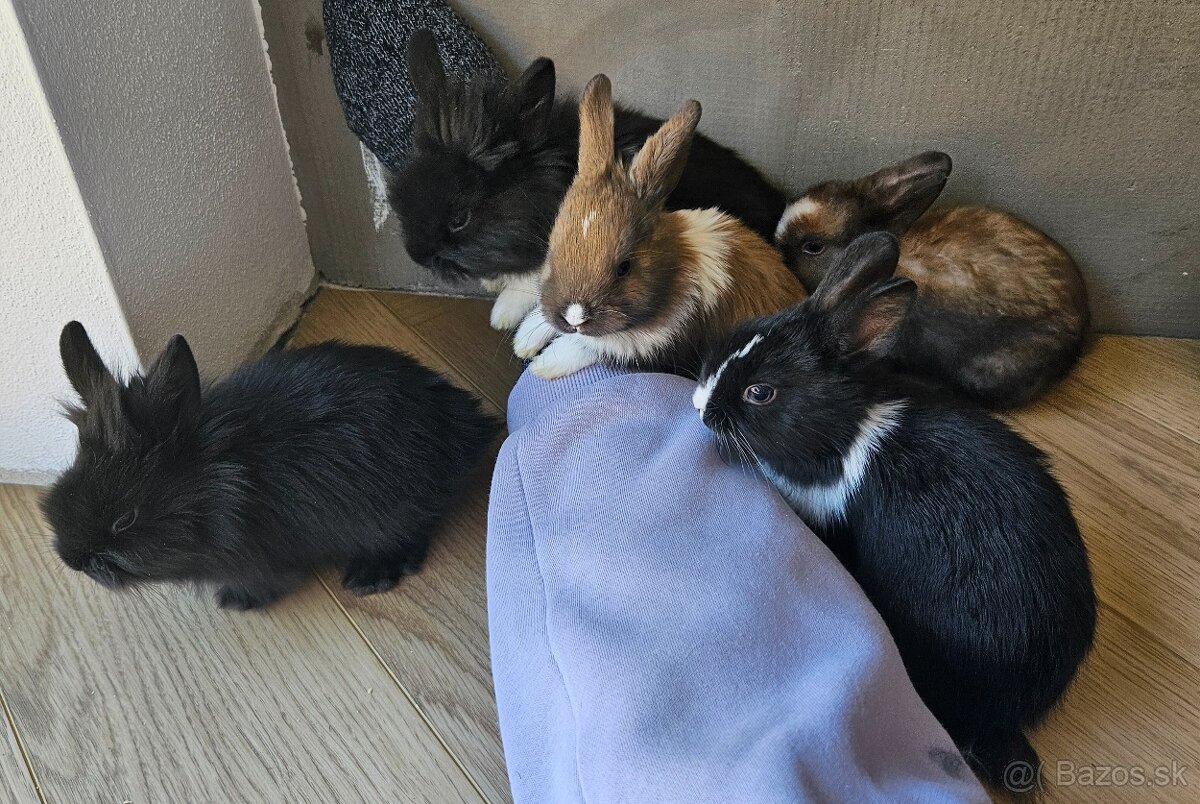 Zakrslý králík - 9