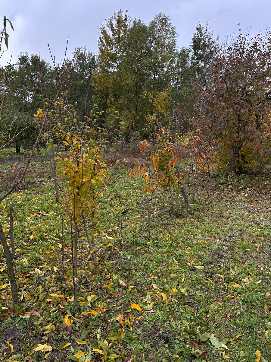 Záhrada vo Svätom Jure - 9