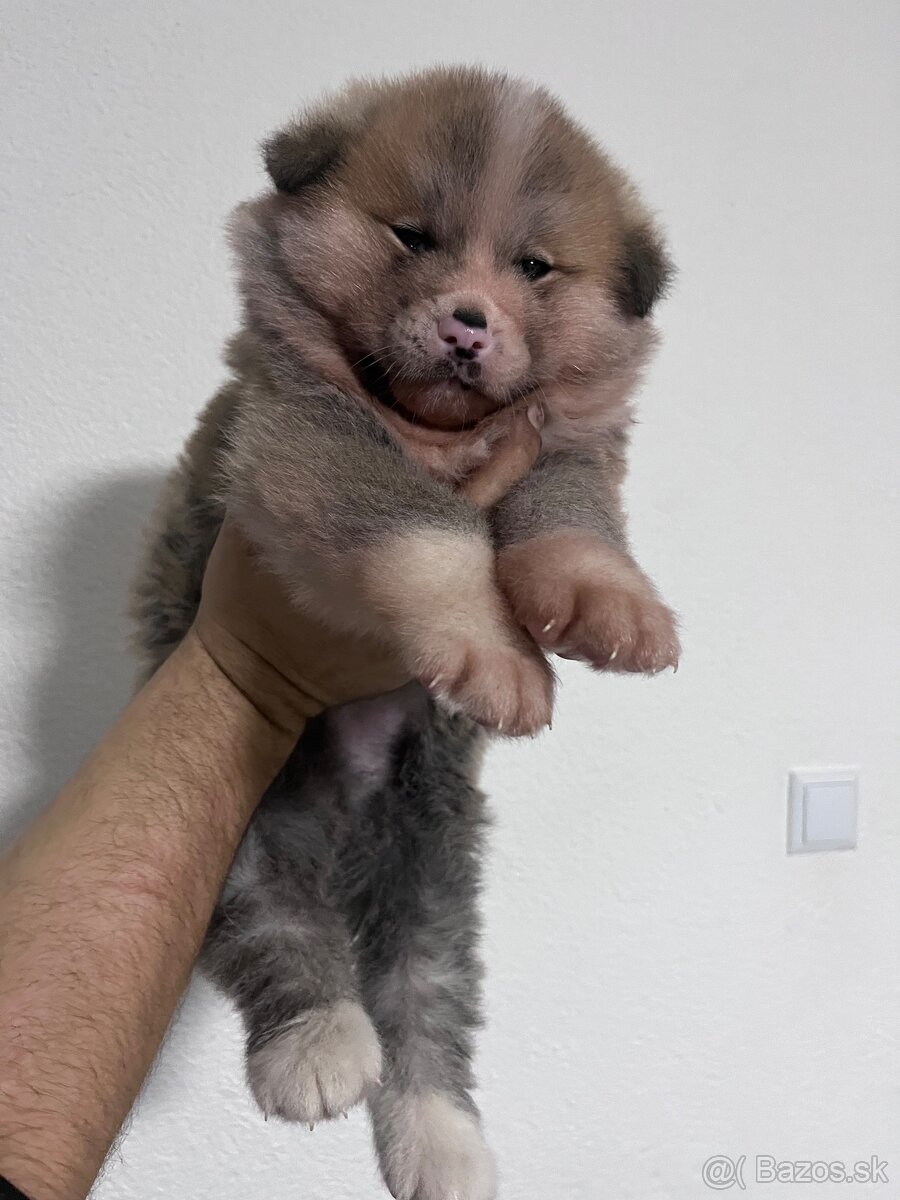 Šteniatka Akita Inu - 9