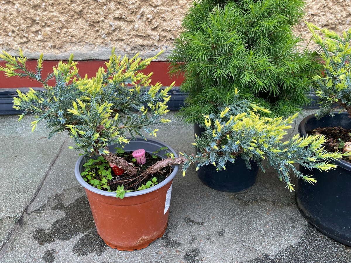 Borievky + Smrek biely - 9