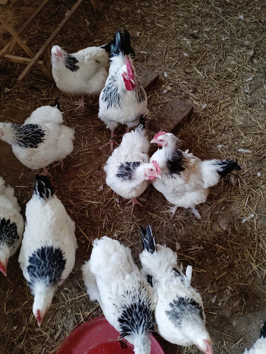 Násadové vajcia - 9