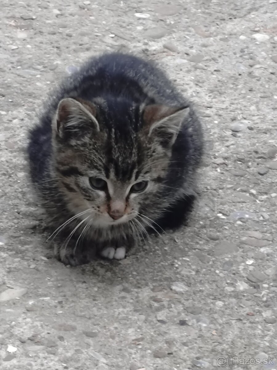 Darujem mačiatka - 9