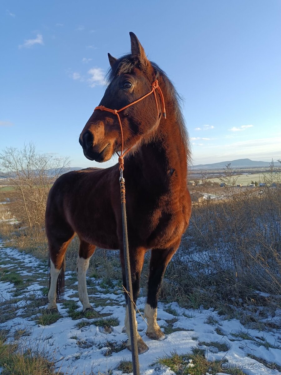 Krásny valach na predaj - 9