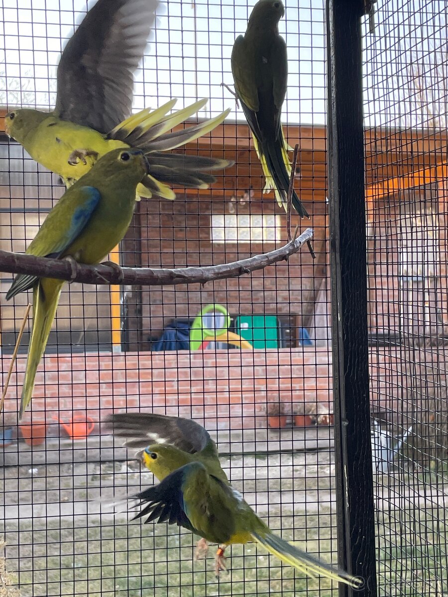 Neoféma ozdobná - 9