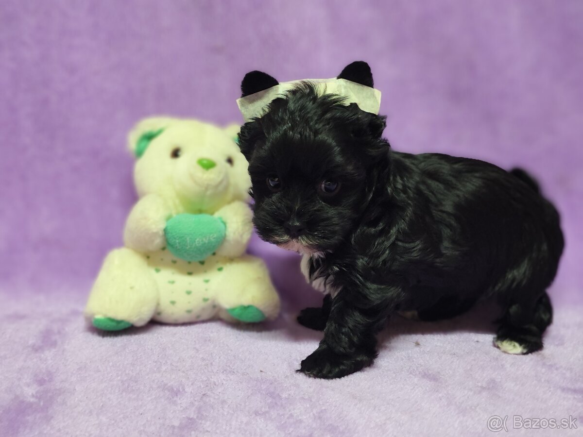 Yorksirsky terier - Biewer,coko,cierny - 9