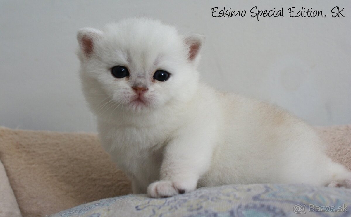 Eskimo Special Edition, SK - britský kocúrik s PP - 9