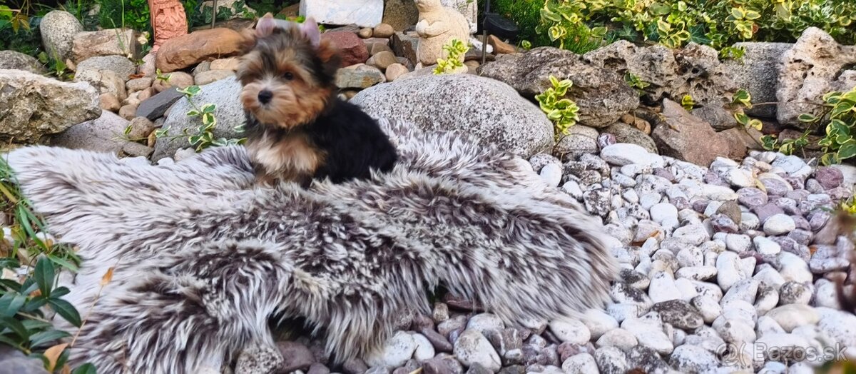 Yorkshire terrier - 9