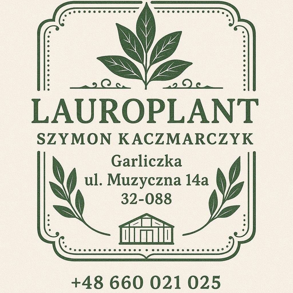 Laurel Novita wawrzyn PRUNUS 0.7l 20-30cm - 9