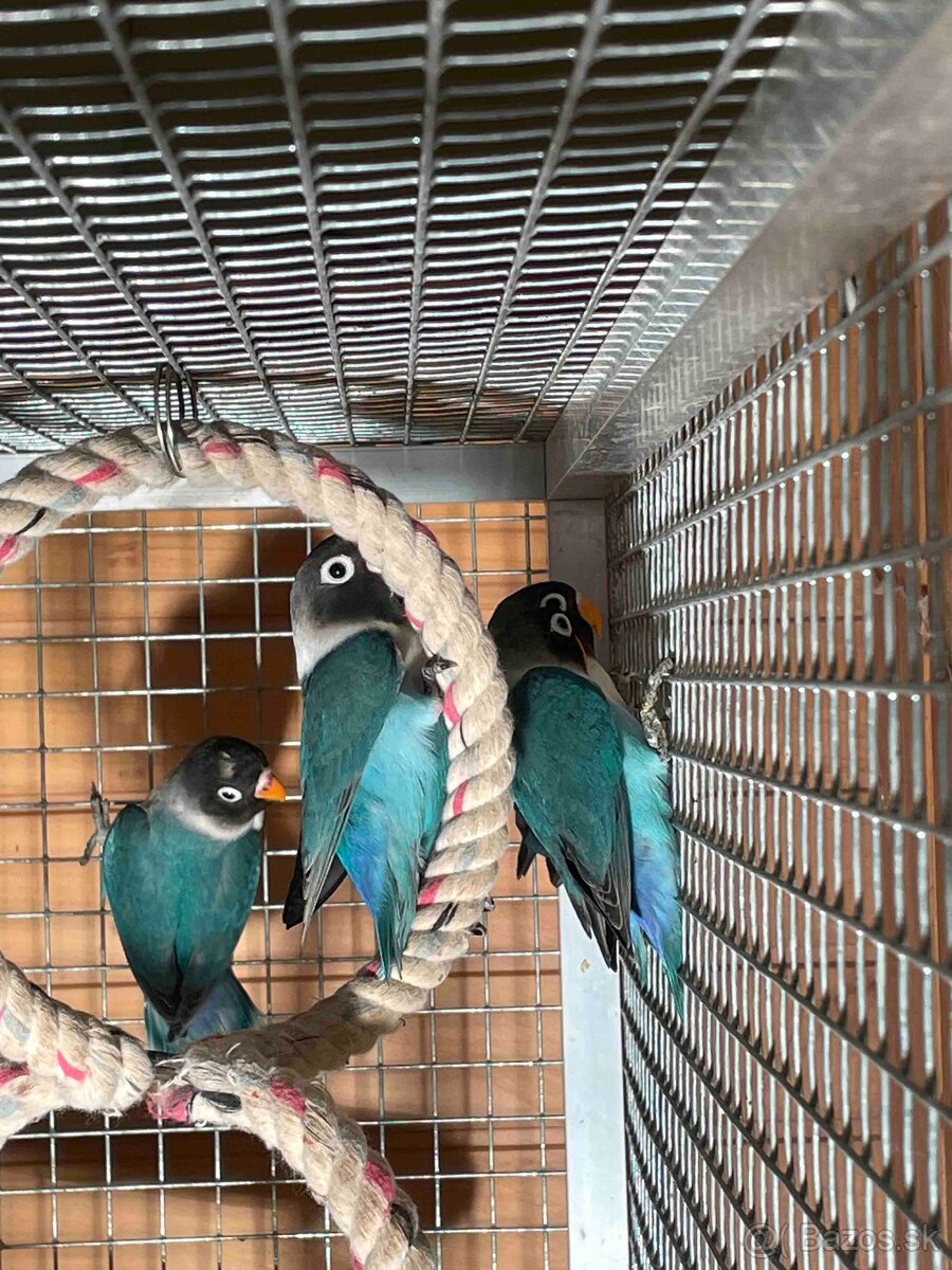 Predám Agapornis škraboškový, papagáj - 9