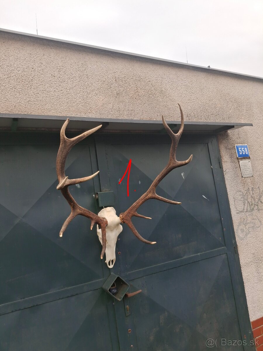 Trofeje, parožie - 9