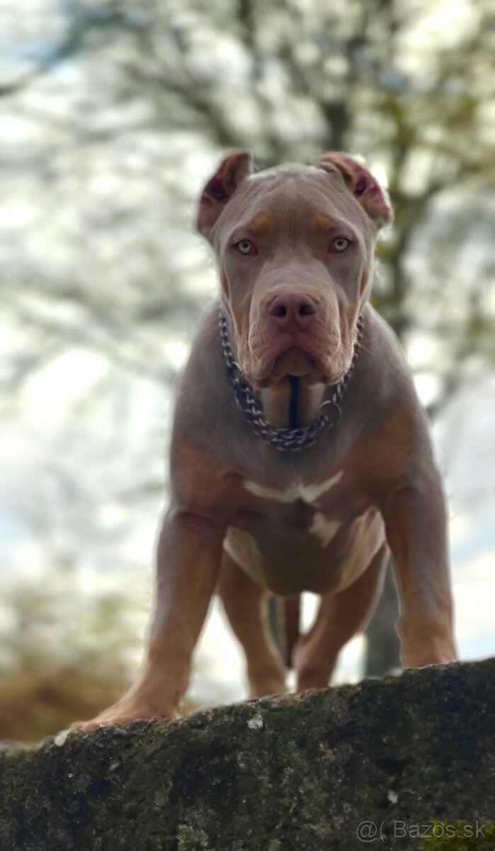 American Bully XL (Pitbull XXL) - 9