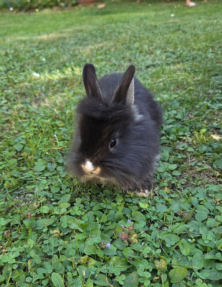Králik zakrslý - levík - 9