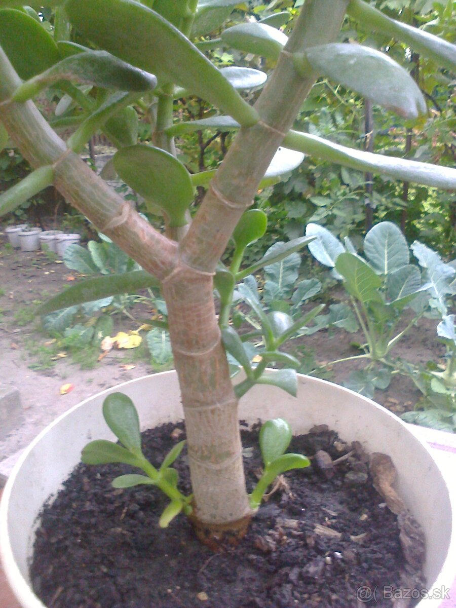 Kaktus Aloe Vera tučnolist. - 9