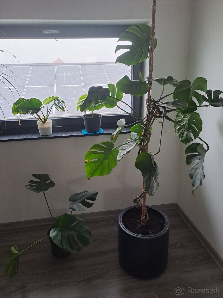 Monstera kvet cca 30-40cm - 9