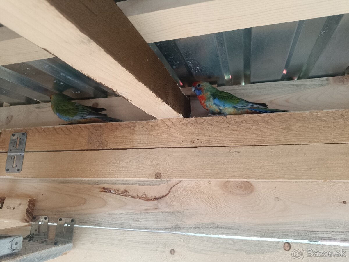 Predám - Rozela Adelaidská - 9