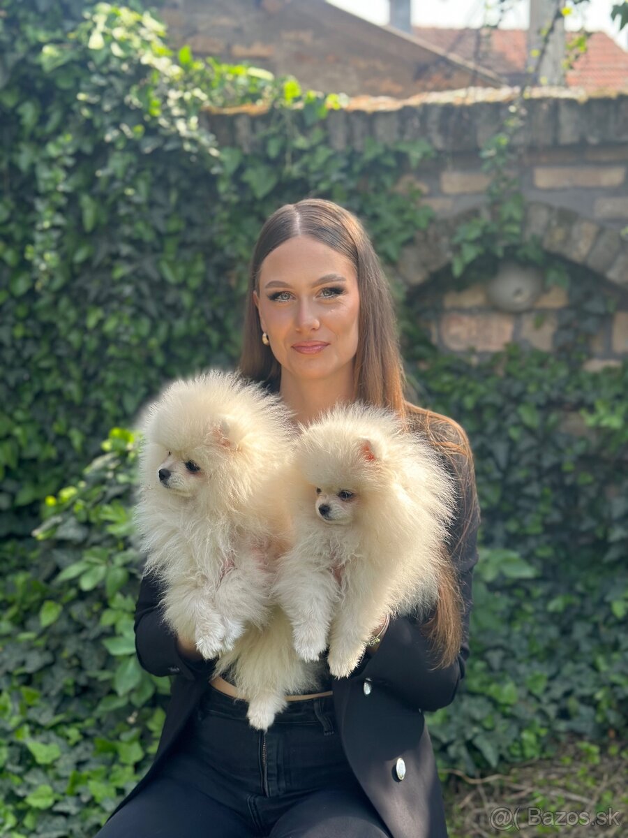 Pomeranian Boo-šteniatká na predaj - 9