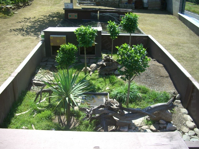 Suchozemská korytnačka-vlastný odchov 2025 - 9