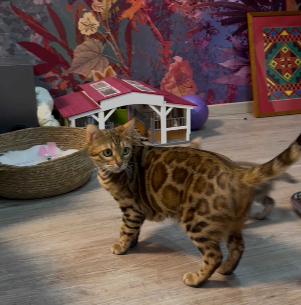 Bengalska mačka s rodokmeňom, Bengal Cat - 9