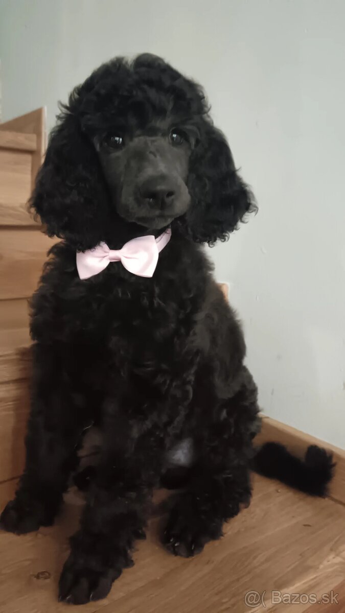 Pudel veľký (kráľovský) - 9