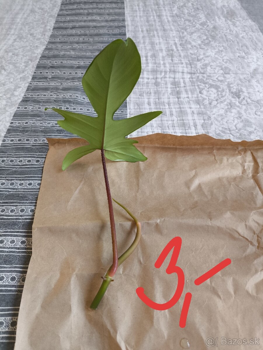 Izbové rastliny odrezky - 9