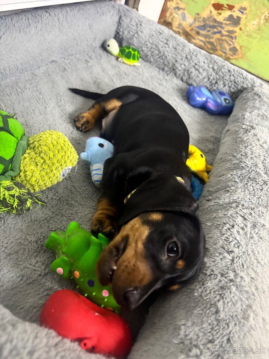 Jazvečík kratkosrstý - 9