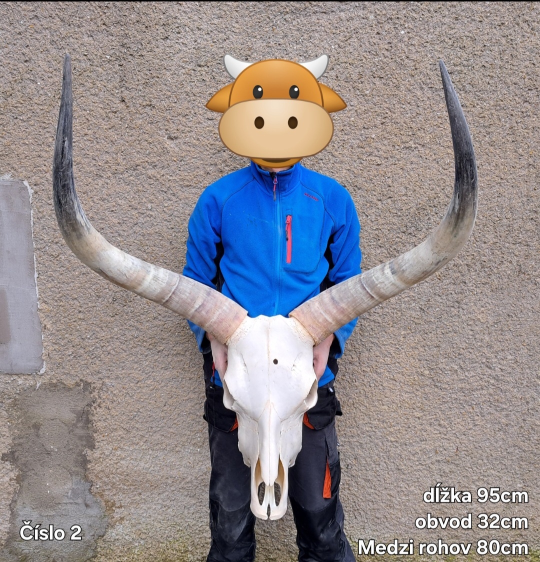 Trofeje, maďarský stepný - 9