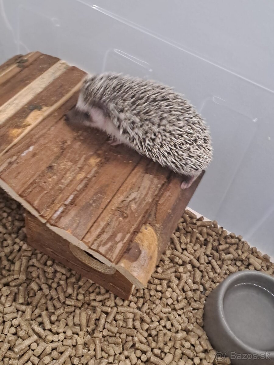 Ježko bielobruchý s vybavením - 9