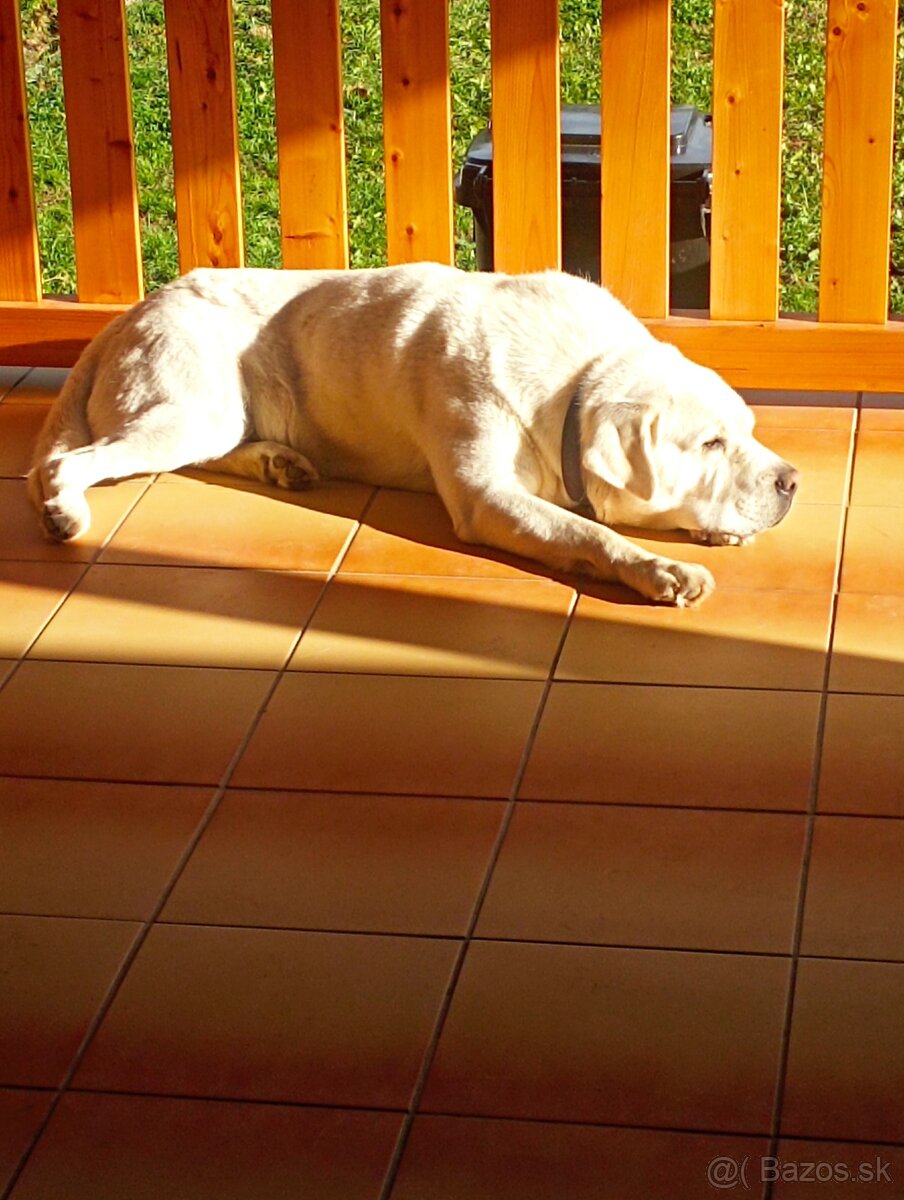 Labrador- krytie - 9