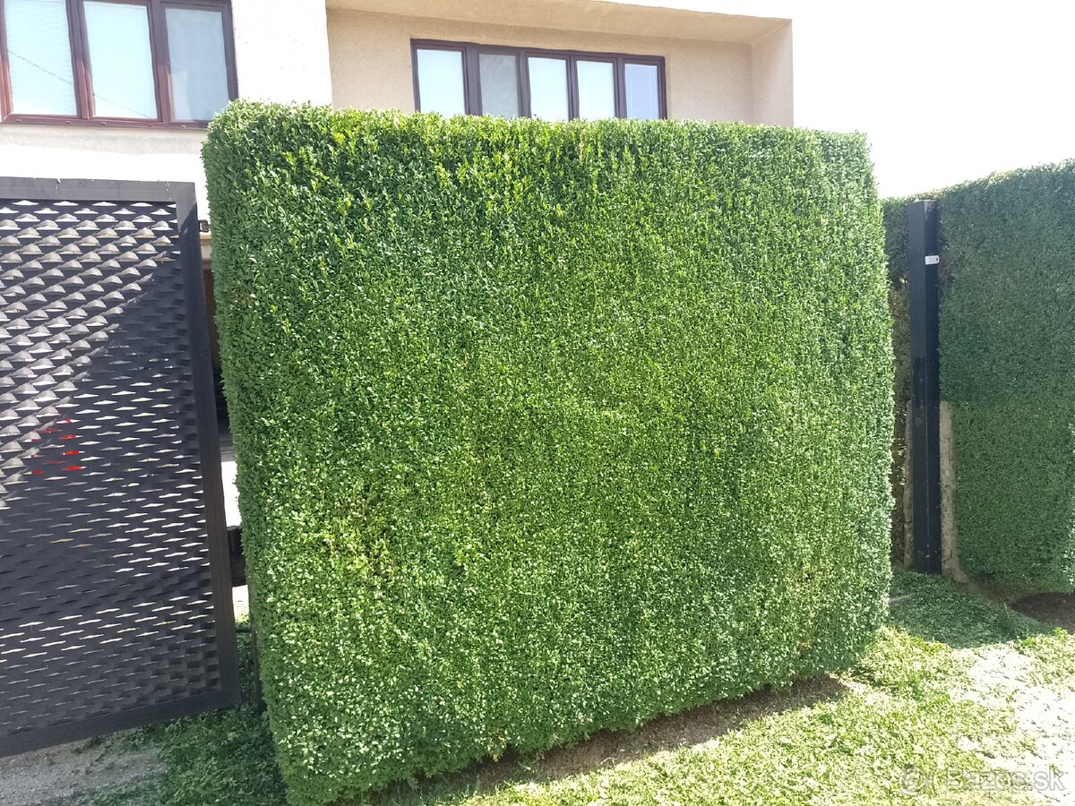 Zakladač trávnika - 9