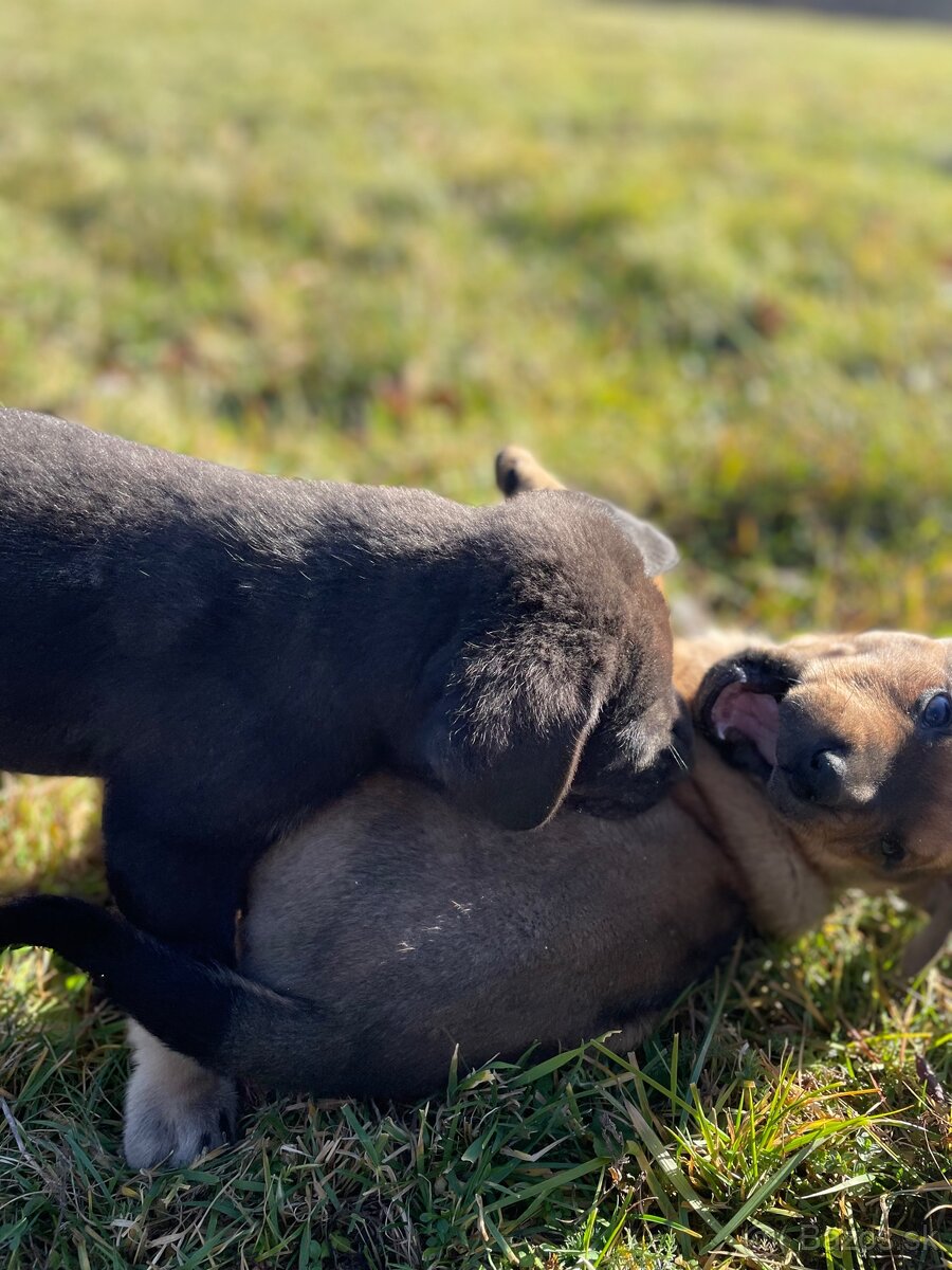 Šteniatka po super rodičoch ❤️ - 9