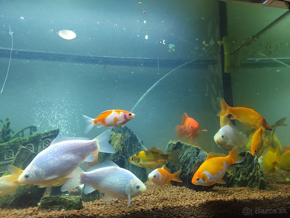 Jazierkove ryby - 9