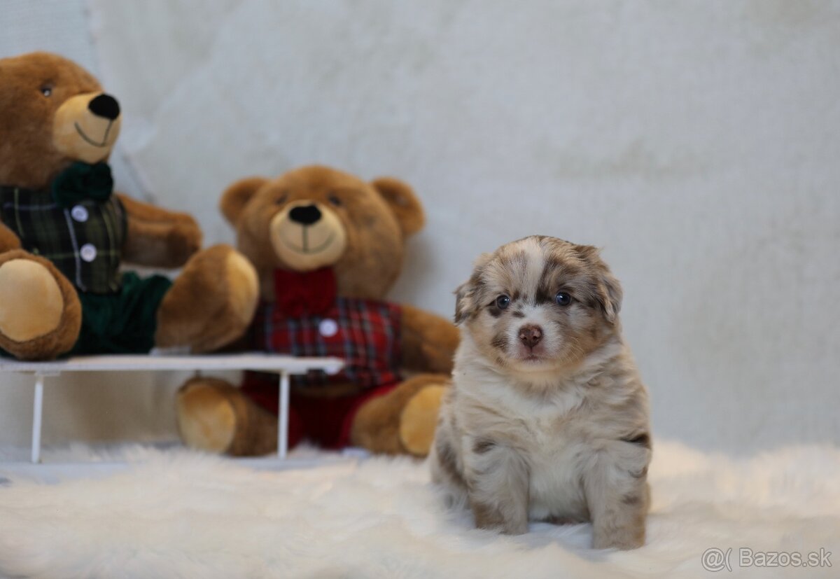 Miniatúrny americký ovčiak - 9