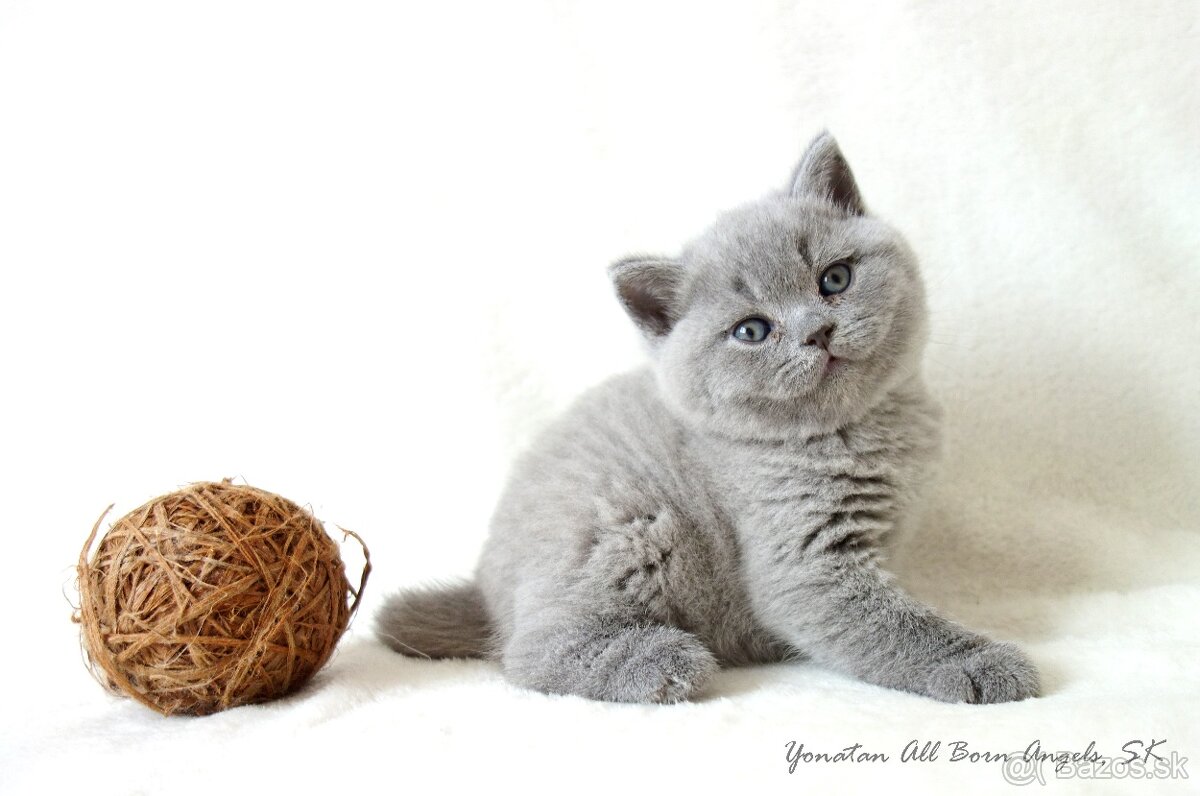 Britské mačiatka s PP ♥ - 9