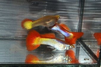 Spoločenské rybky - 9