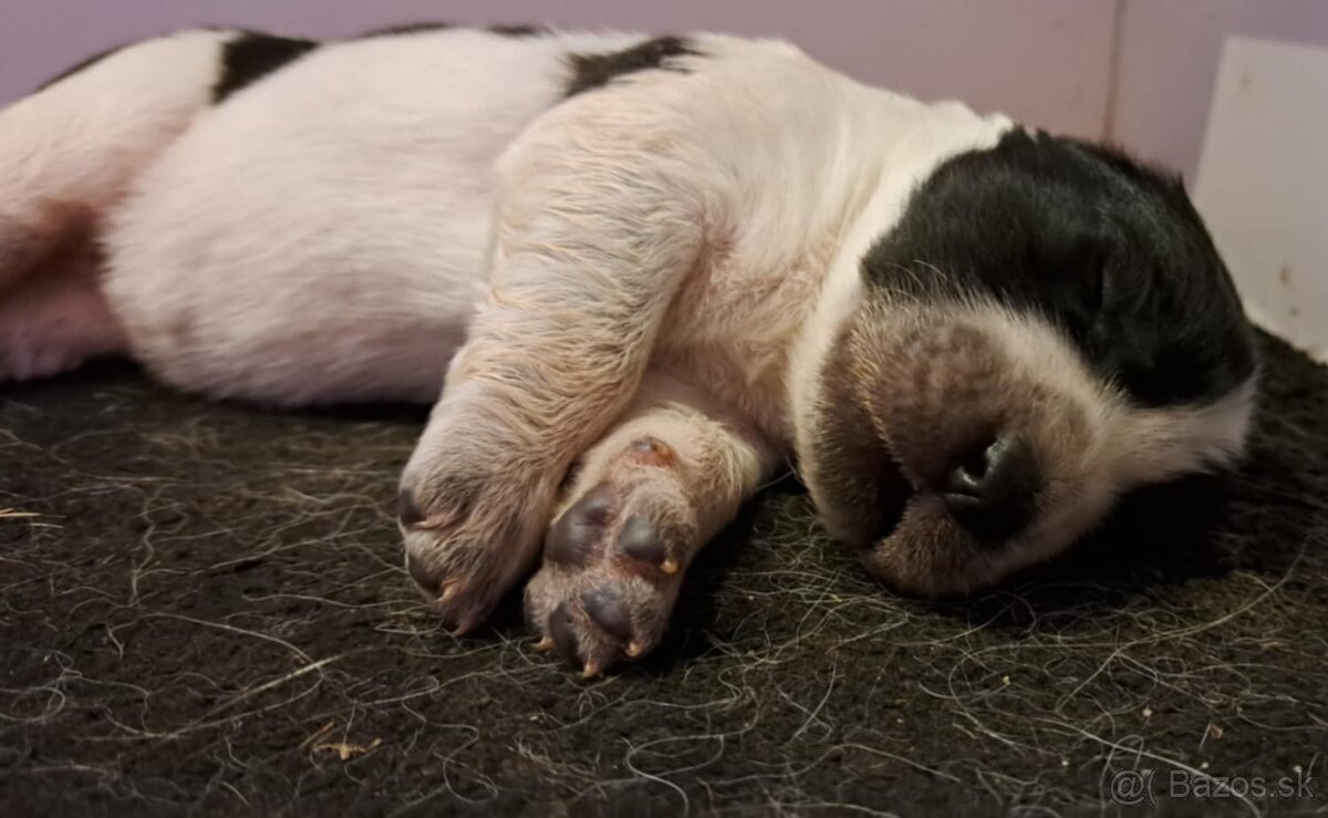 Stredoázijský ovčiak - šteniatka s PP - 9