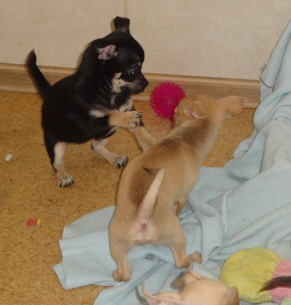 čivava krátkosrstá - 9