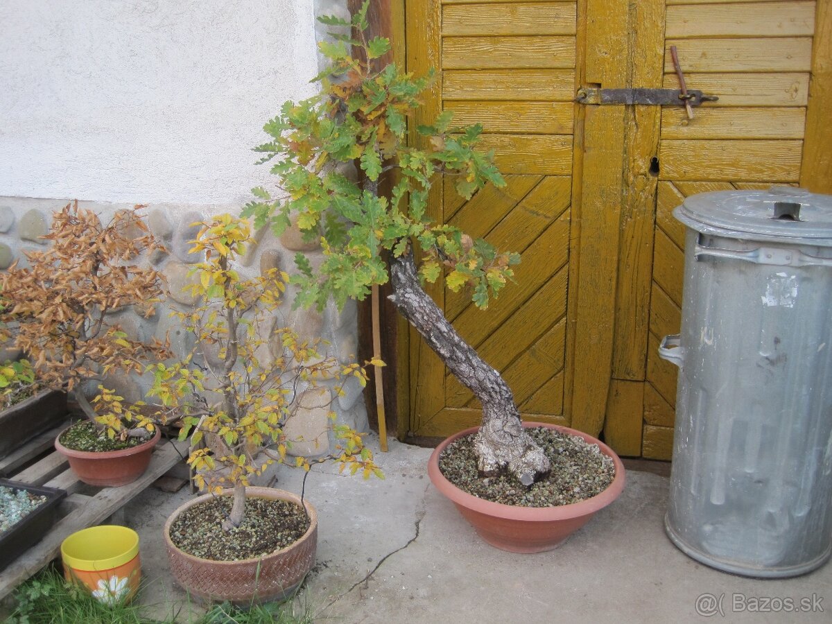 BONSAI,BONSAJ-DUB11 - 9