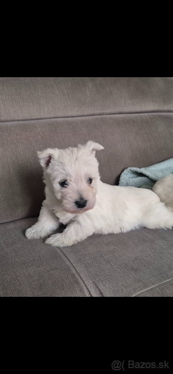 Predam Westika fenku - 9