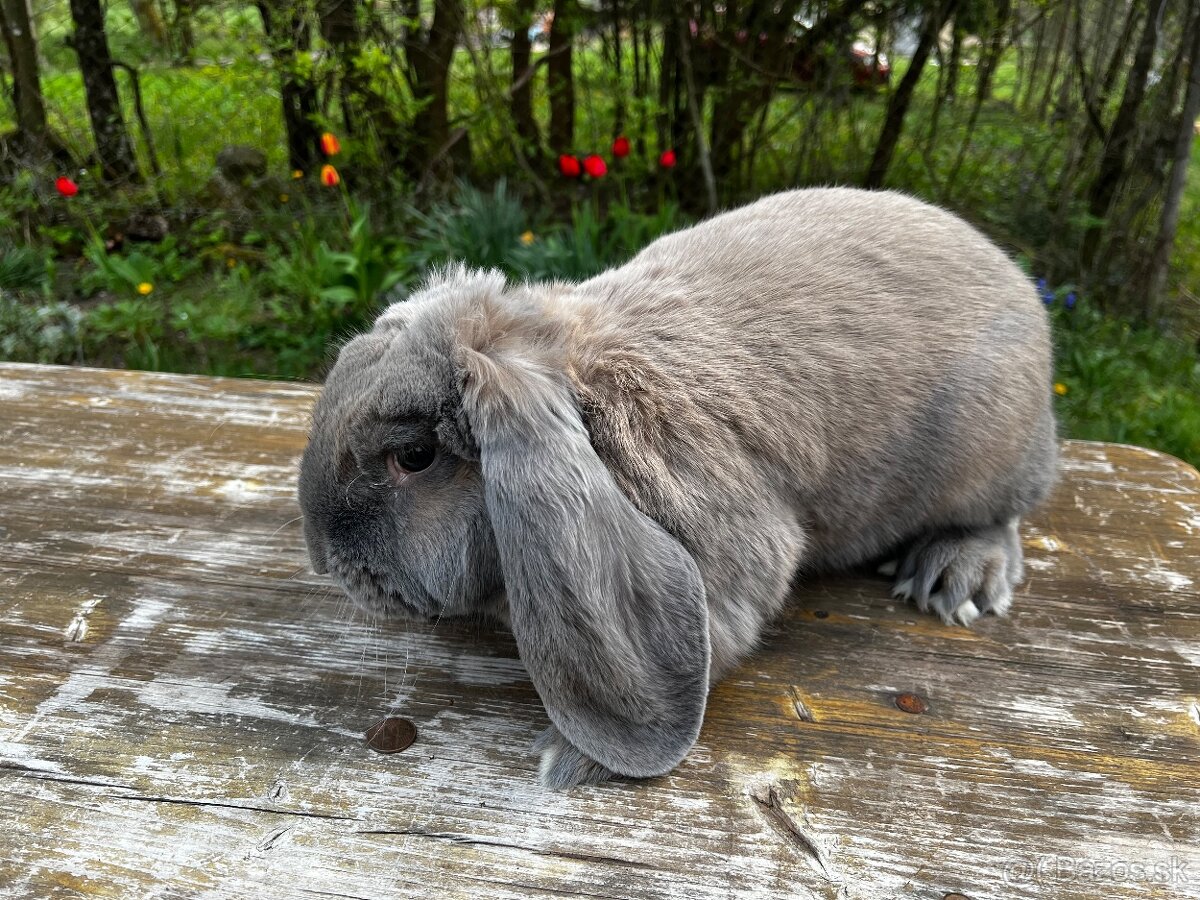 Francuzsky baran - 9