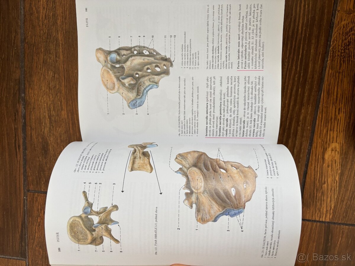 Anatomia Čihak 1,2,3 - 9