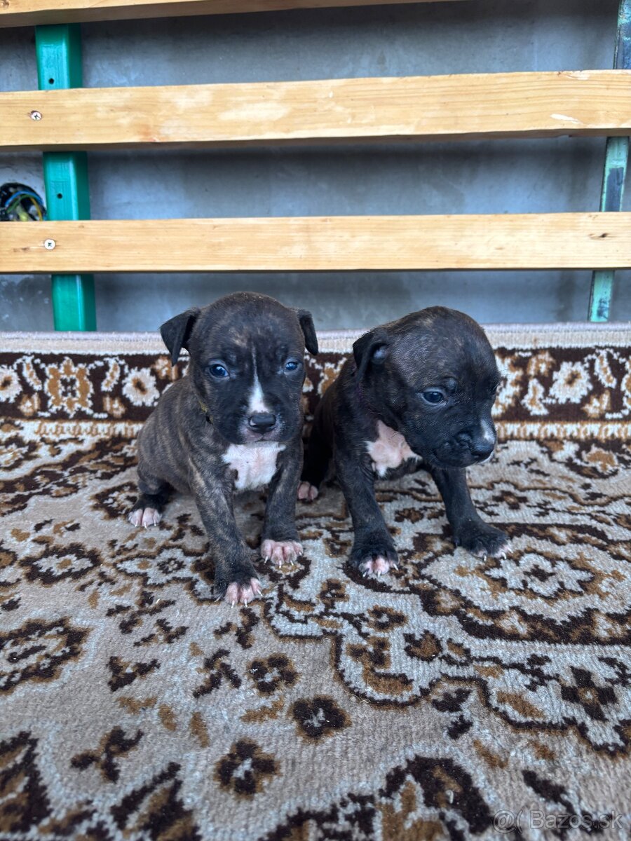 Americký stafordsirsky terier, Stafford, amstaf - 9