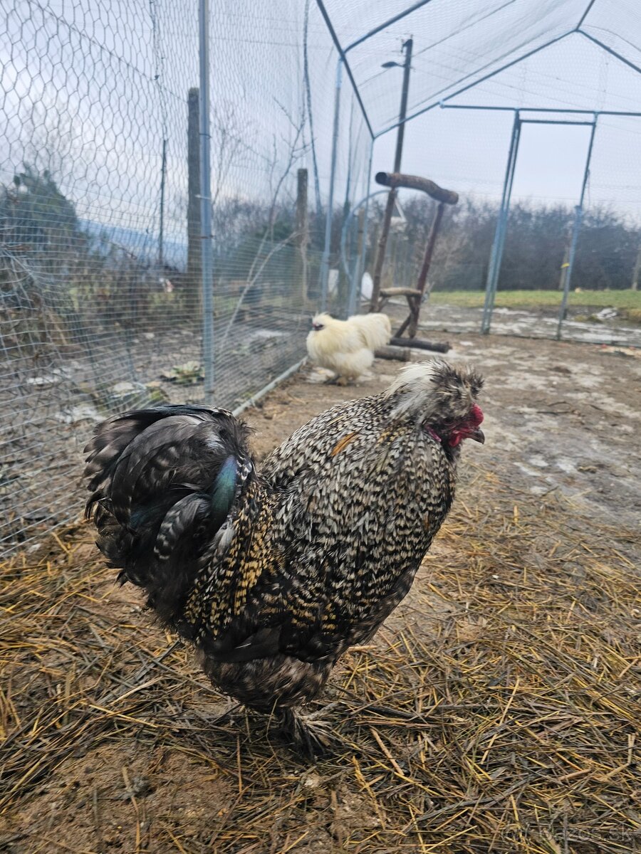 Hodvábničky kohútikovia - 9