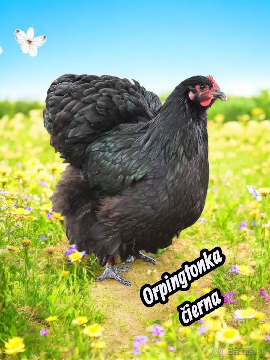 Kuriatka ORPINGTONKA ČIERNA - 9
