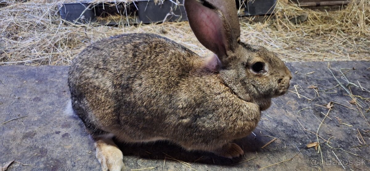 Predám samičky - 9