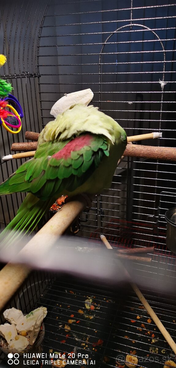 Alexander Veľký - 9