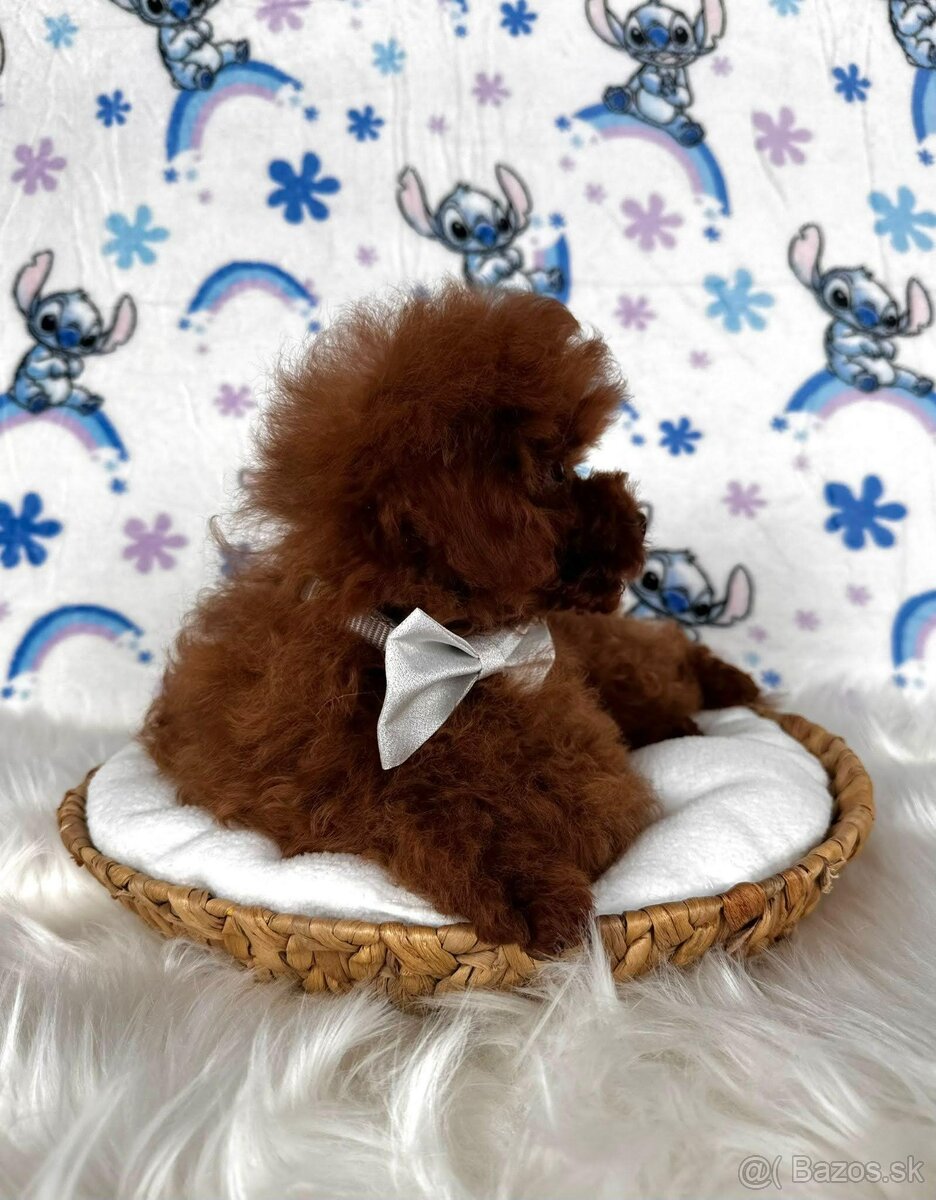 Pudel toy/Pudlík toy - red brown psíček - 9