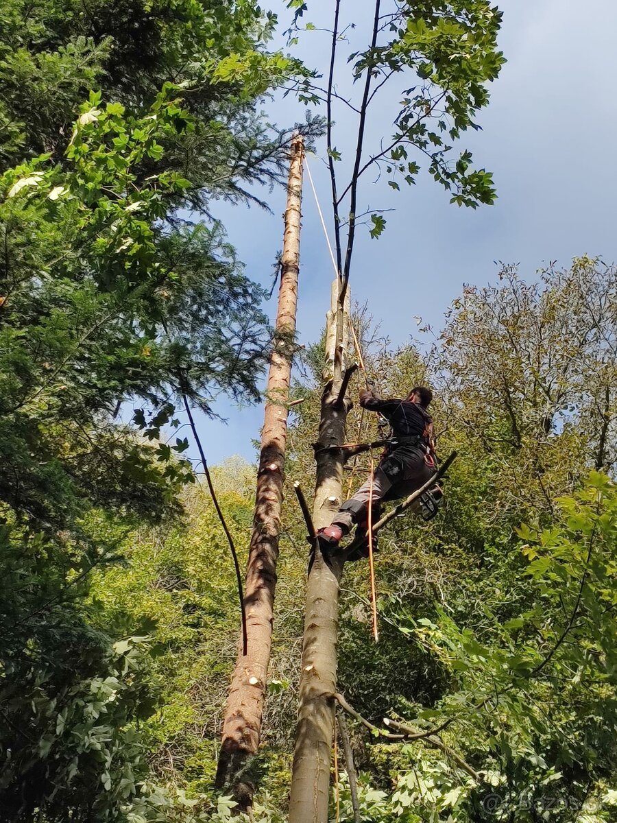 Výrub rizikových stromov - 9