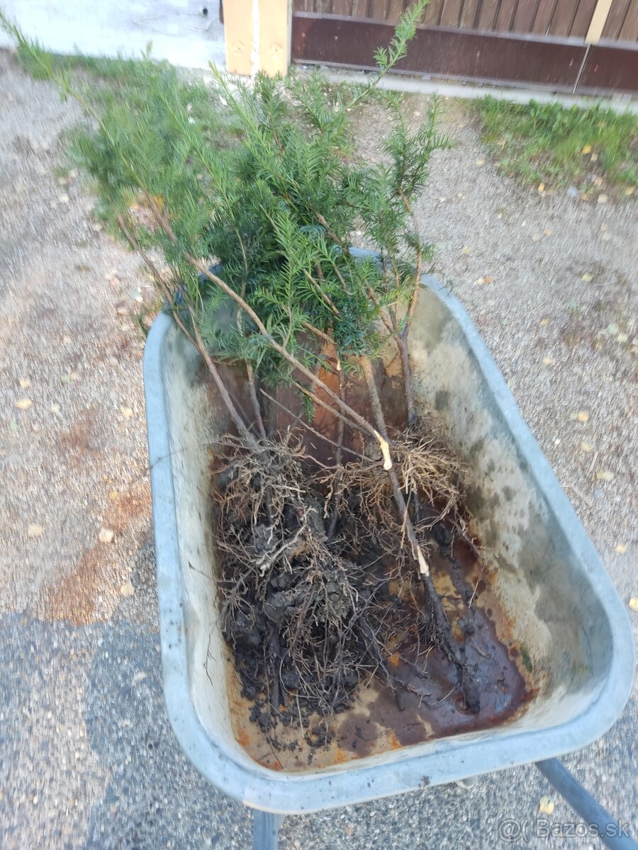 PREDáM Tis obyčajný (Taxus baccata) - 9